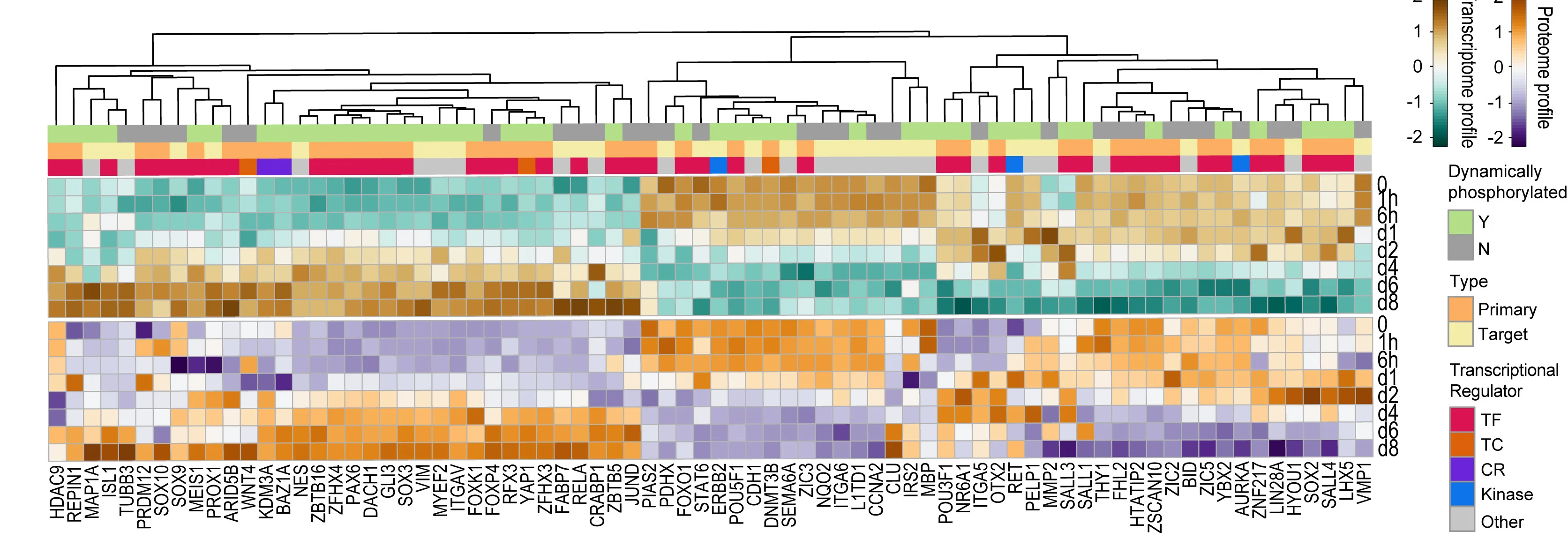Open access visualization of Heatmap, Clustered, GRNs, Gene Expression, Protein Abundance