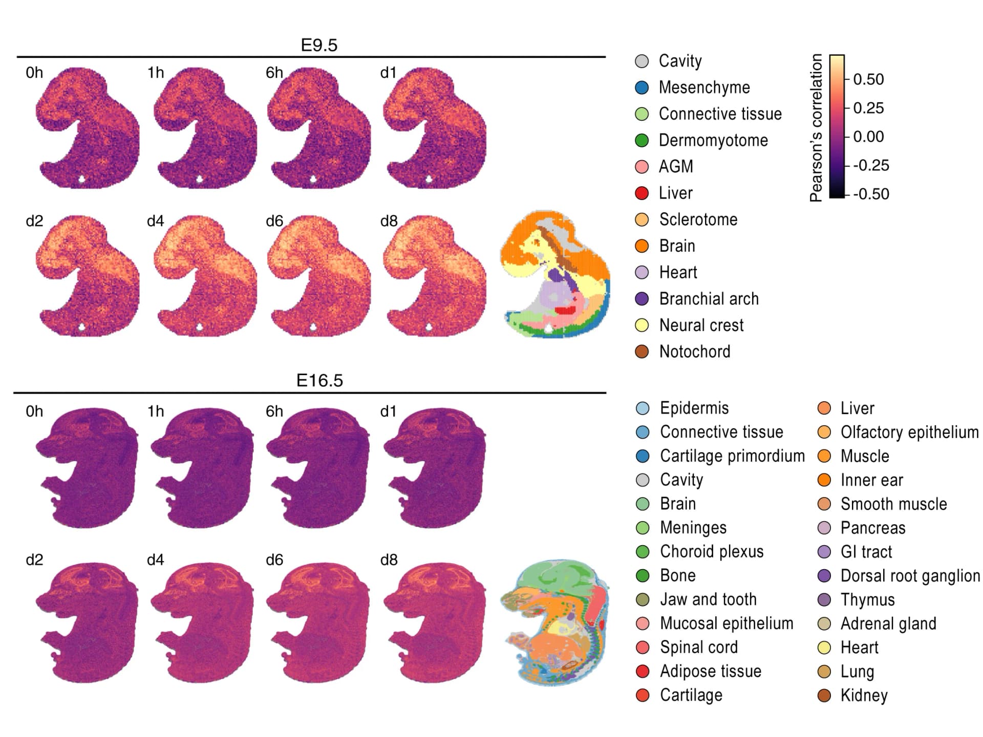 Open access visualization of Heatmap, Gene Expression Profiles, hCOs, Spatial Transcriptomic Expression Profiles, Mouse Embryos