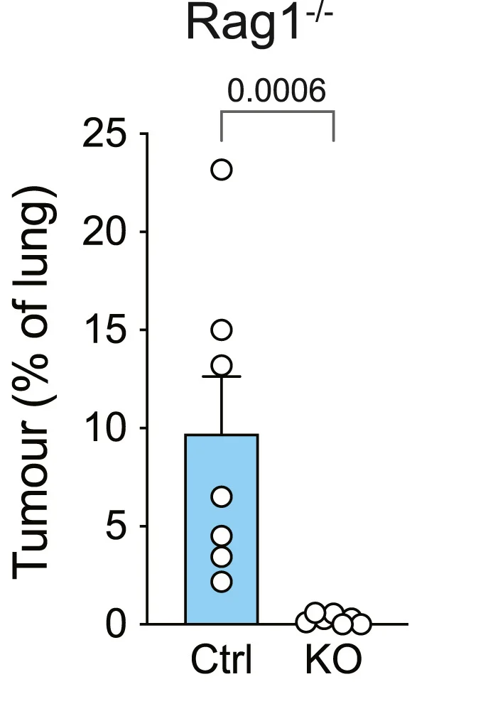 Open access visualization of Bar Plot, Error Bars, Scatter Plot, Tumor Area, Lungs