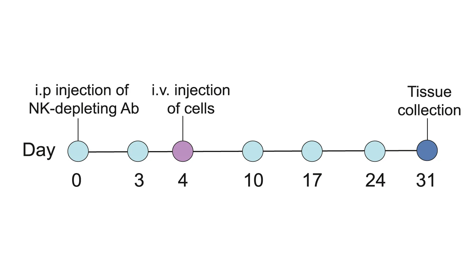 Open access visualization of Line Plot, Line Step, NK Cell, Depletion Protocol, Schematic
