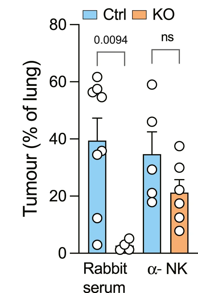 Open access visualization of Bar Plot, Error Bars, Scatter Plot, Tumor Area, Wild-Type Mice