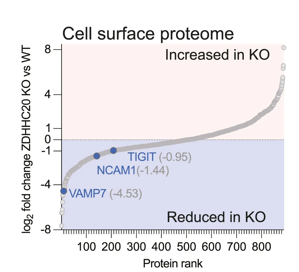 Open access visualization of Line Plot, Scatter Plot, S-Plot, Cell Surface Proteins, Knockout
