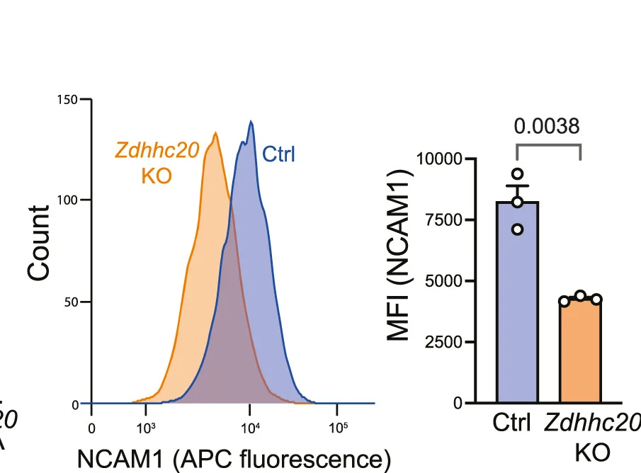 Open access visualization of Bar Plot, Line Plot, FACS, Histogram, NCAM1