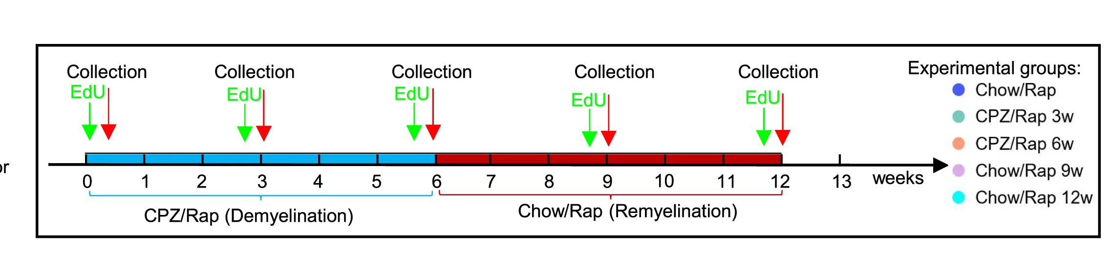 Open access visualization of Workflow, Flowchart, Timeline, Hippocampal Neurogenesis, Dendritic Development