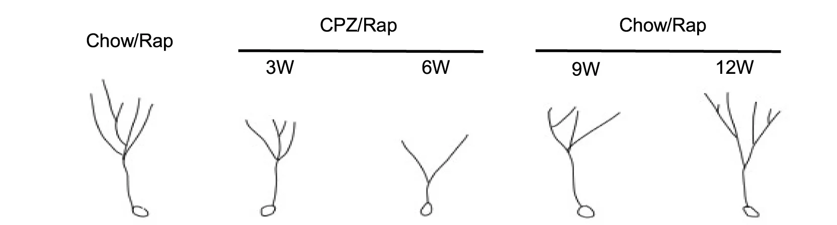 Open access visualization of Illustration, DCX+ Immature Neurons, Dendritic Length, Dendritic Complexity, Sholl Analysis