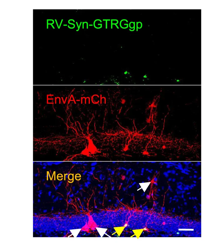 Open access visualization of Microscopy, Representative Images, Quantification, Dendritic Length, Dendritic Complexity