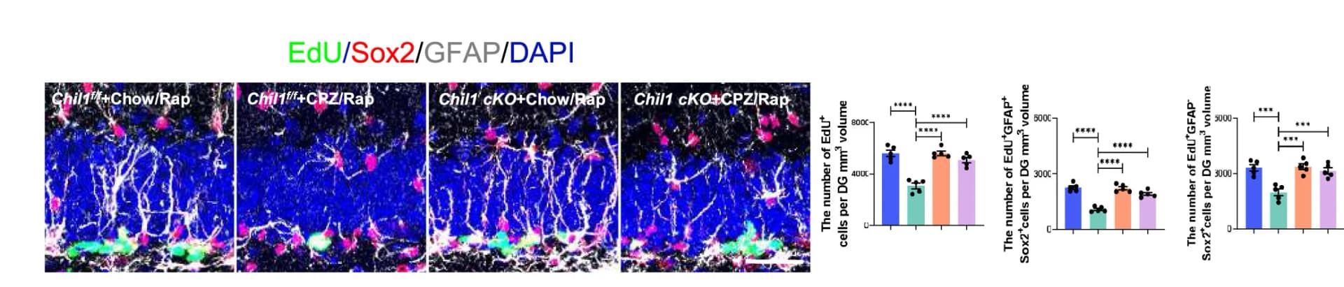 Open access visualization of Bar Plot, Microscopy, EdU+ Cells, GFAP+Sox2+RGL Cells, GFAP-Sox2+TAP Cells