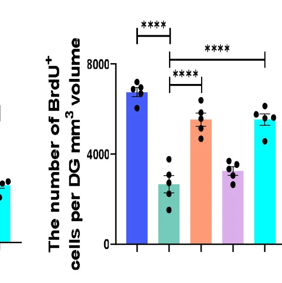 Open access visualization of Bar Plot, Error Bars, BrdU+ Cells, BrdU+DCX+ Cells, BrdU+NeuN+ Cells