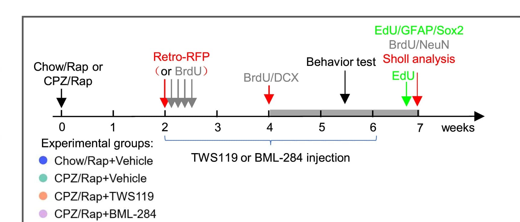 Open access visualization of Workflow, Flowchart, Illustration, GSK-3beta Inhibitor, Beta-catenin Activator
