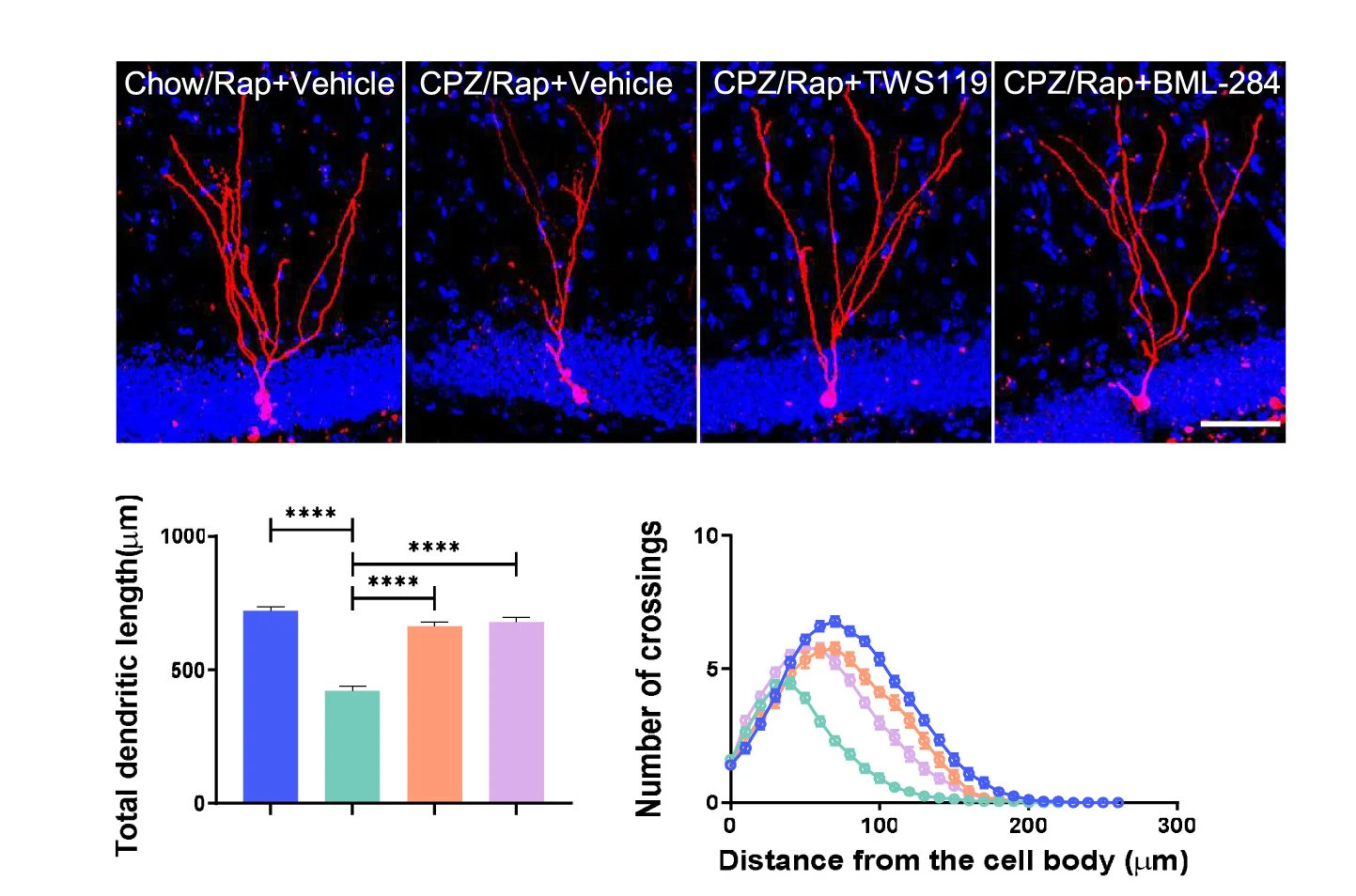 Open access visualization of Microscopy, Bar Plot, Line Plot, Error Bars, Dendritic Length