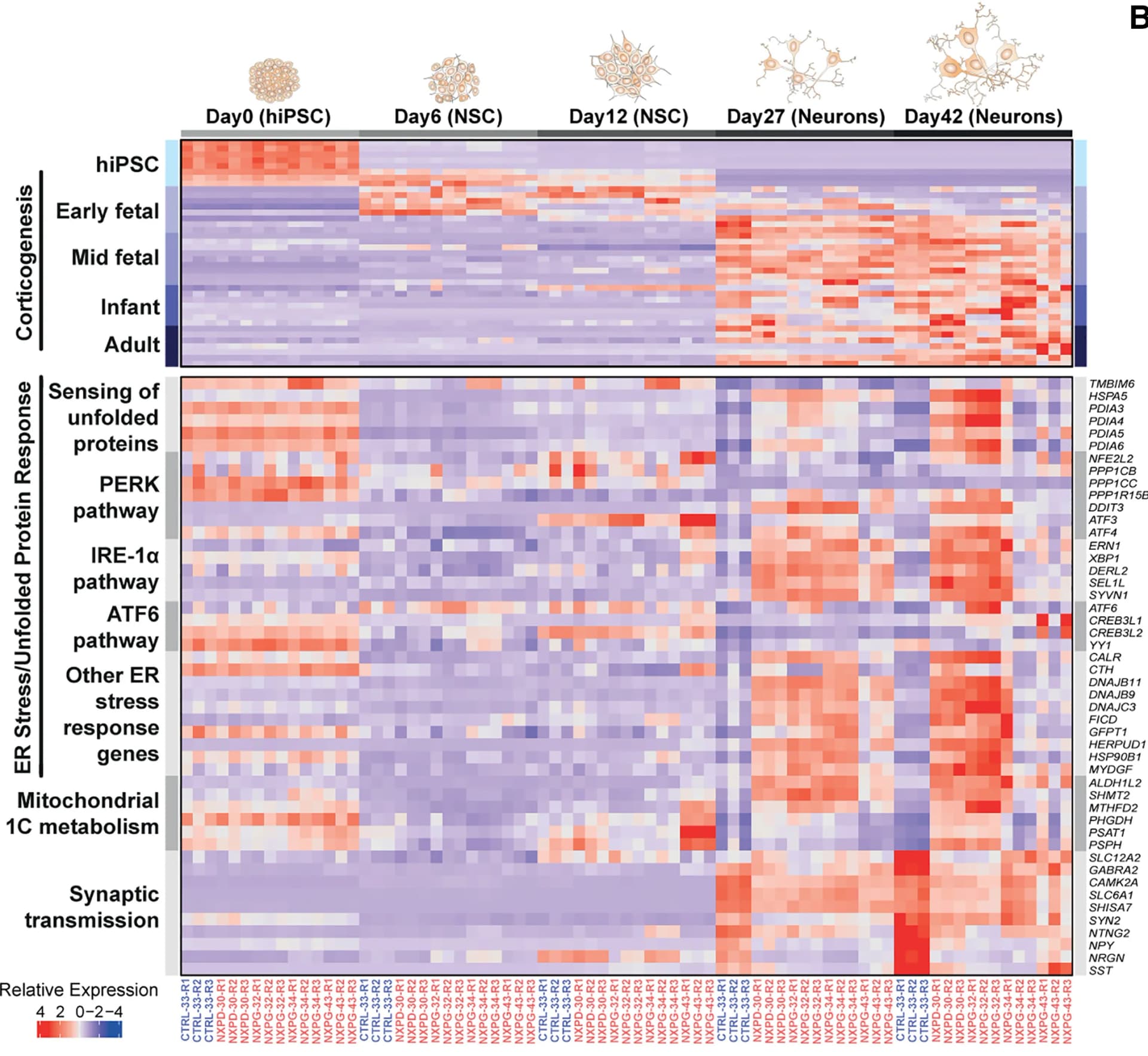 Open access visualization of Heatmap, Transcriptomic Levels, Pluripotent Stem Cells, Directed Differentiation, Neurons