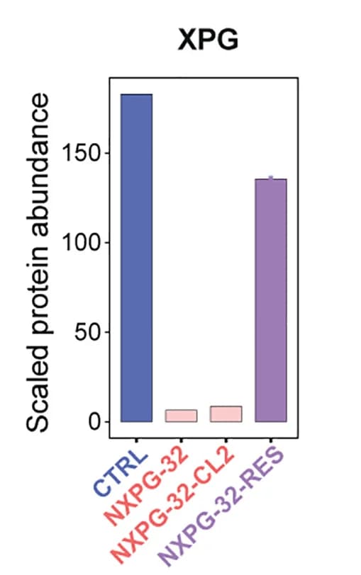 Open access visualization of Bar Plot, Error Bars, Protein Abundance, XPG, Controls