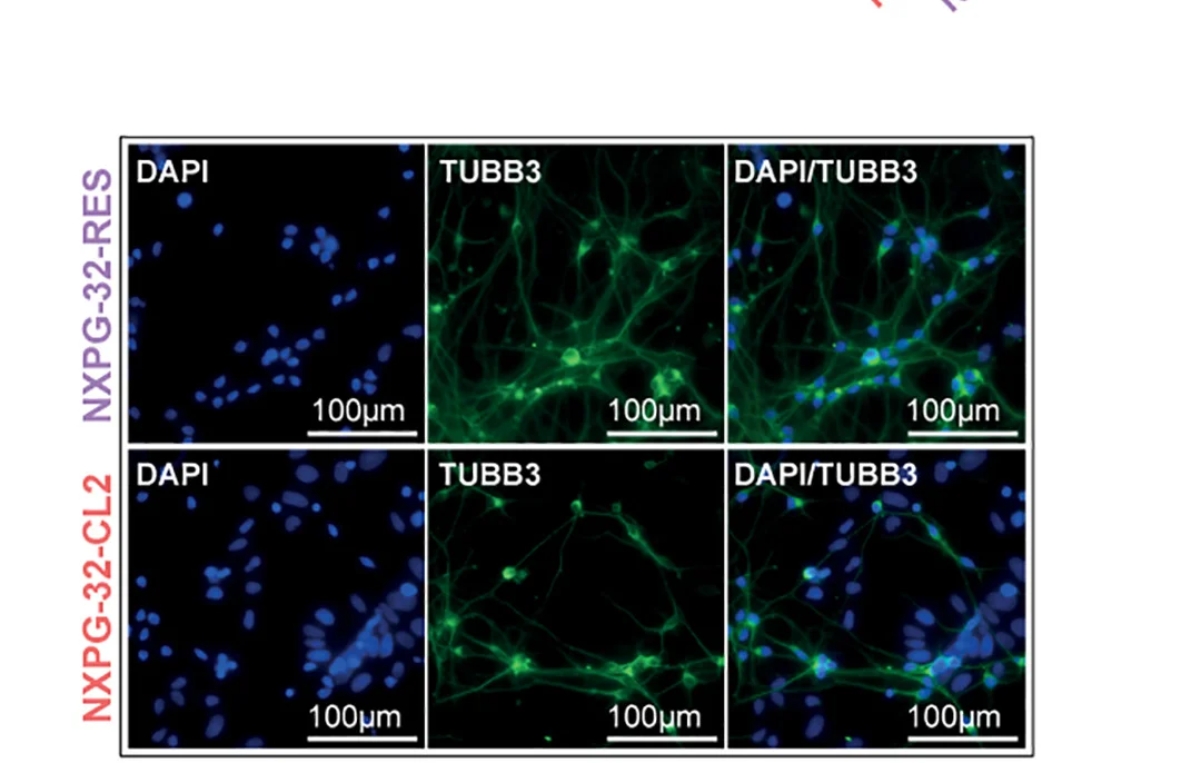 Open access visualization of Microscopy, Immunofluorescence, Rescued Cells, XPG Mutant Cells, DAPI