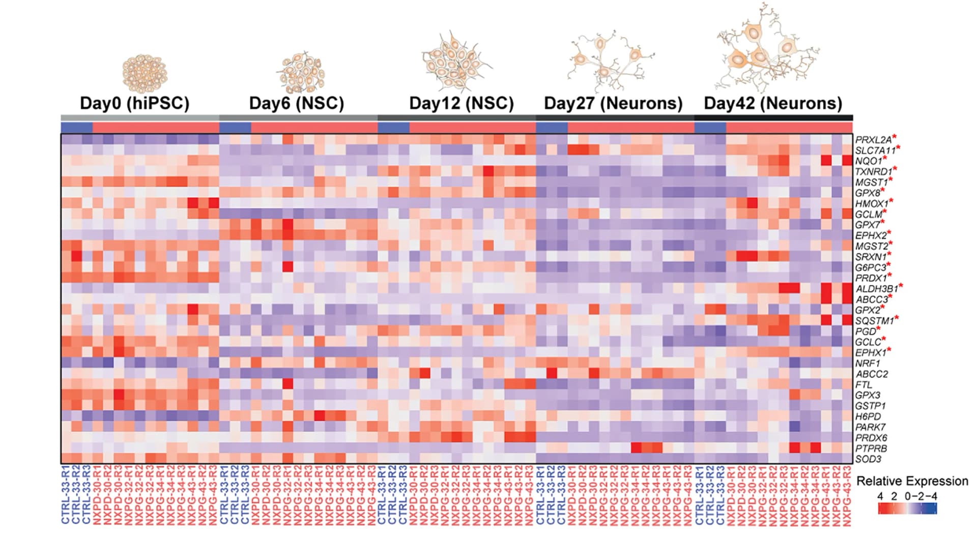 Open access visualization of Heatmap, Transcriptomic Heatmap, NRF2, NSC, hiPSC