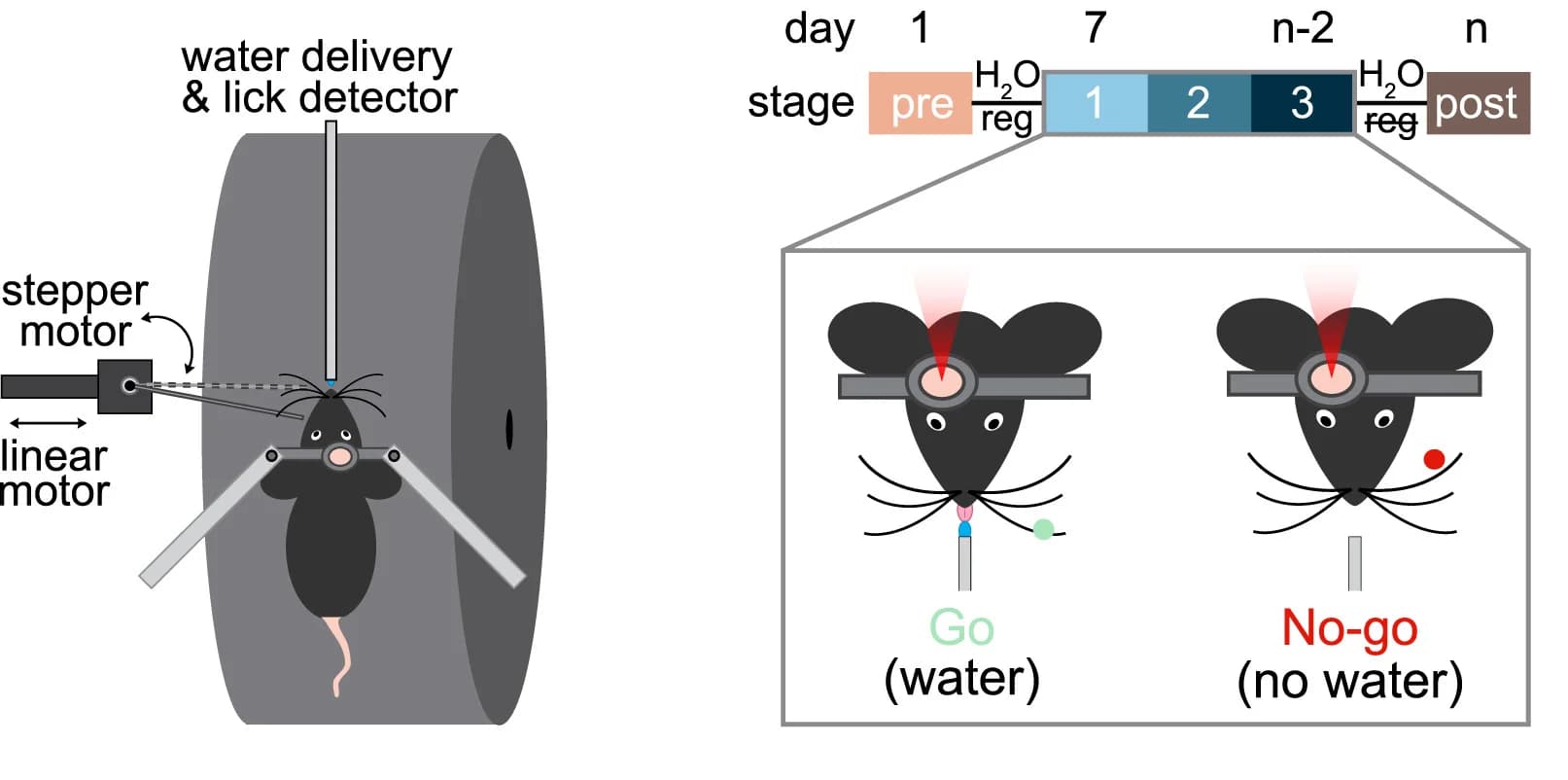 Open access visualization of Workflow, Illustration, Experimental Setup, Imaging, Sensory Training