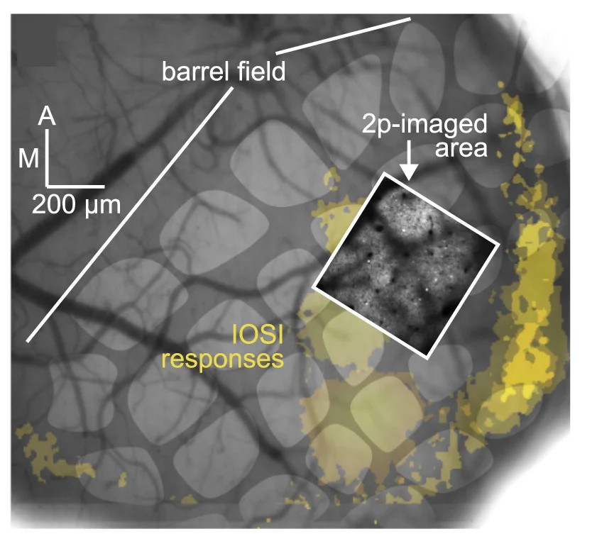 Open access visualization of Microscopy, Intrinsic Optical Signal Imaging, IOSI, Whiskers, Mouse