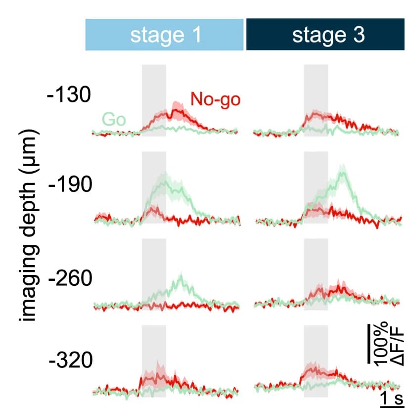 Open access visualization of Line Plot, Error Bars, Neurons, Go Trials, No-go Trials