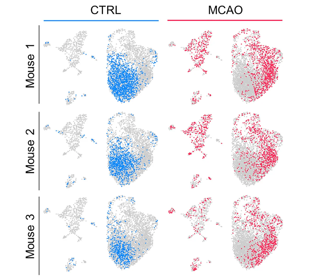 Open access visualization of Scatter Plot, UMAP, Cells, CTRL, MCAO
