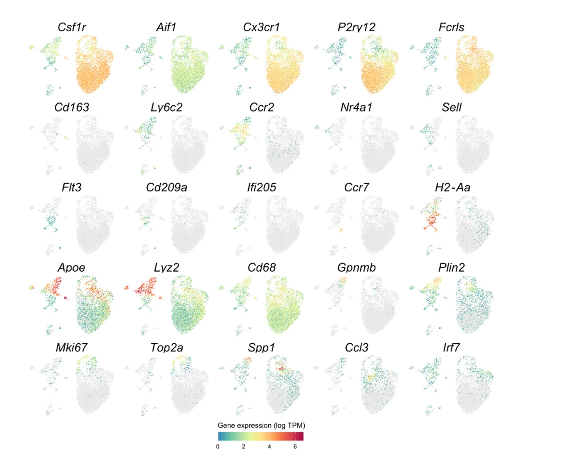 Open access visualization of Scatter Plot, UMAP, Immune Cell Marker Genes, Expression Profile, Peri-Vascular Macrophage