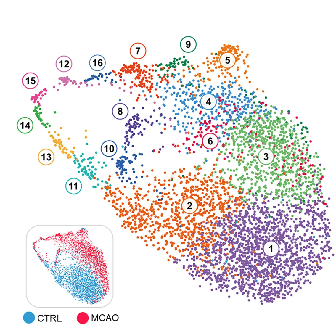 Open access visualization of Scatter Plot, UMAP, Microglia, Transcriptomic Profile, MCAO