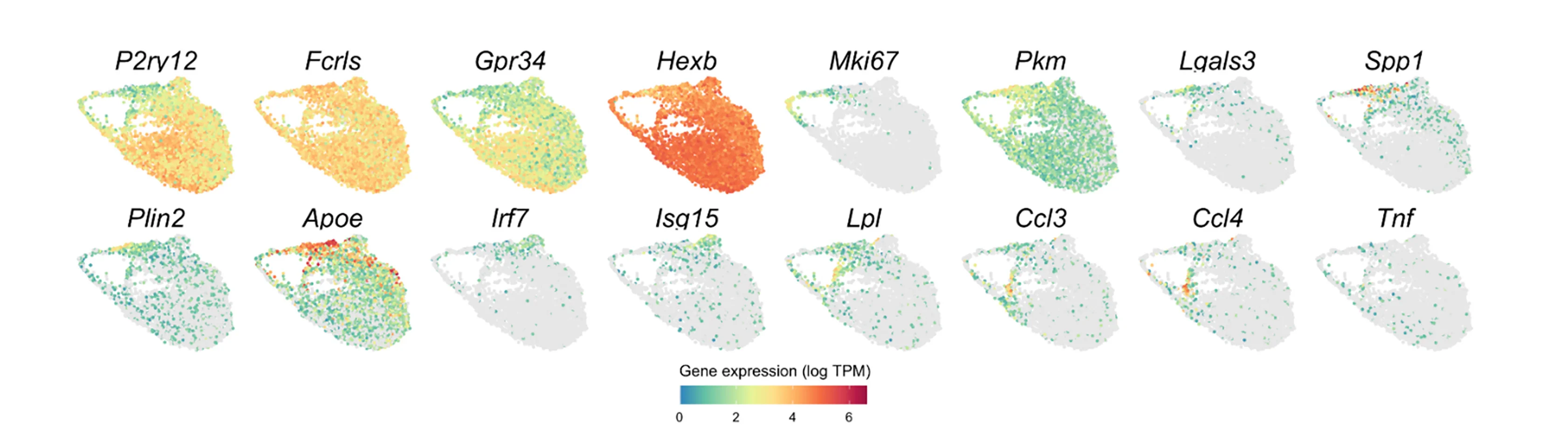 Open access visualization of Scatter Plot, UMAP, Marker Genes