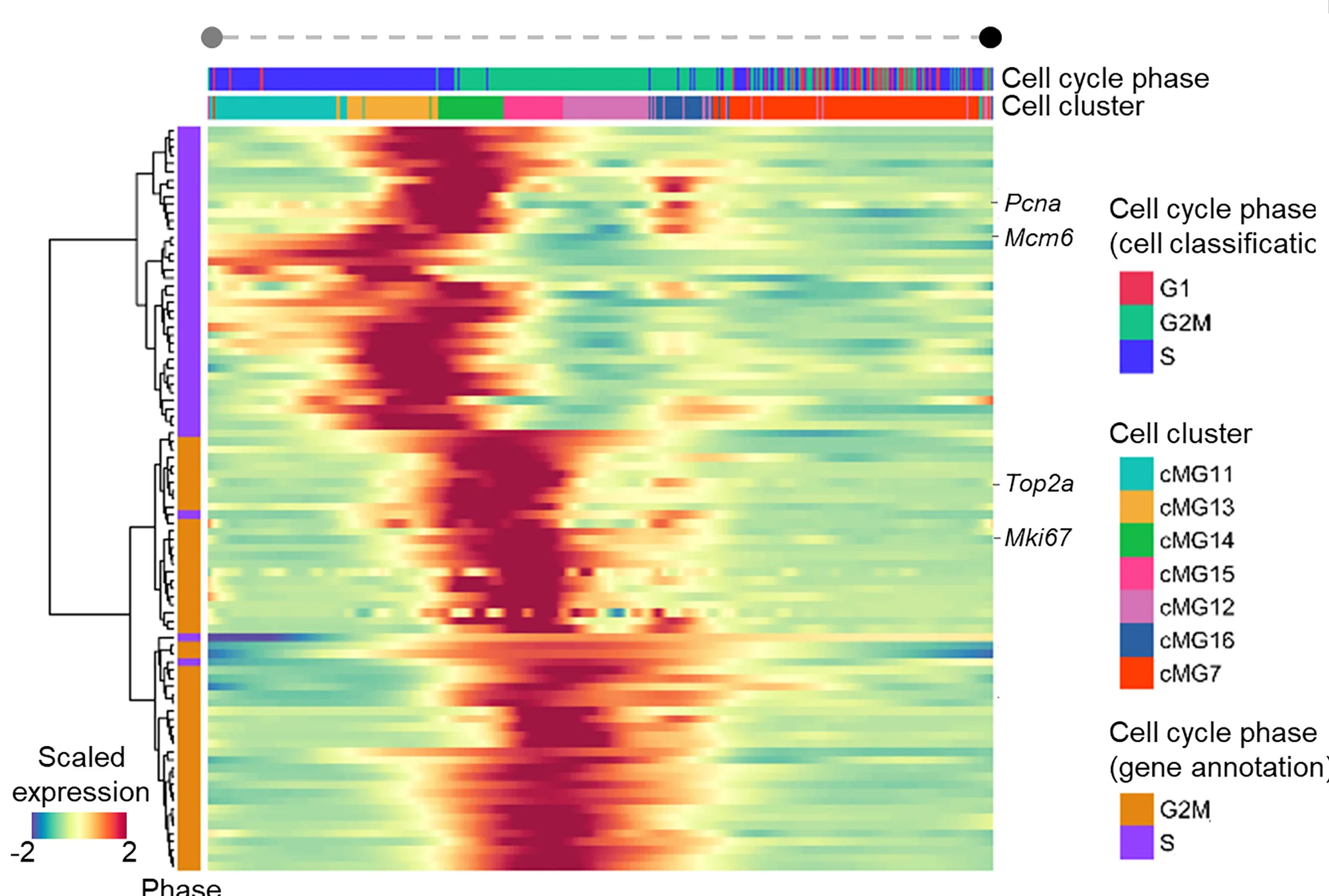 Open access visualization of Heatmap, Clustered, Genes, Cell Cycle, Transcriptome