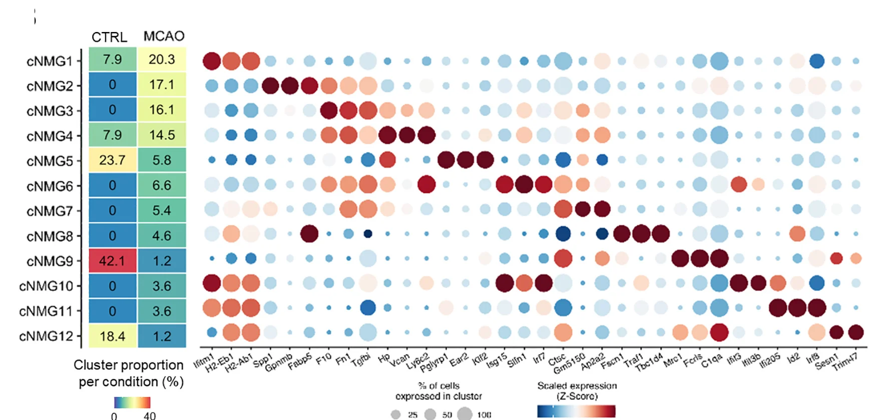 Open access visualization of Bubble Plot, Heatmap, Cell Cluster, MCAO, CTRL