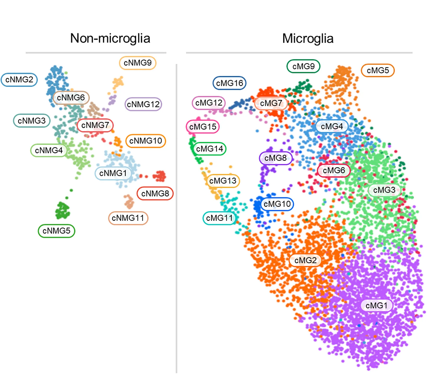 Open access visualization of Scatter Plot, UMAP, UMAP Projection, Microglia, Myeloid Cells