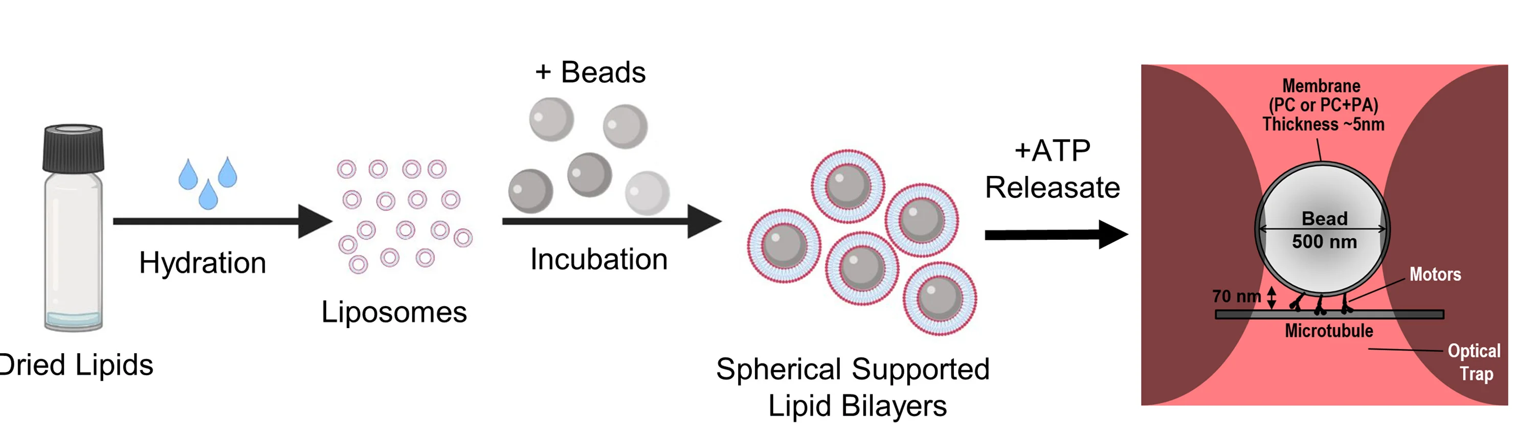Open access visualization of Workflow, Illustration, Spherical Supported Lipid Bilayers, Liposomes, Lipid Film