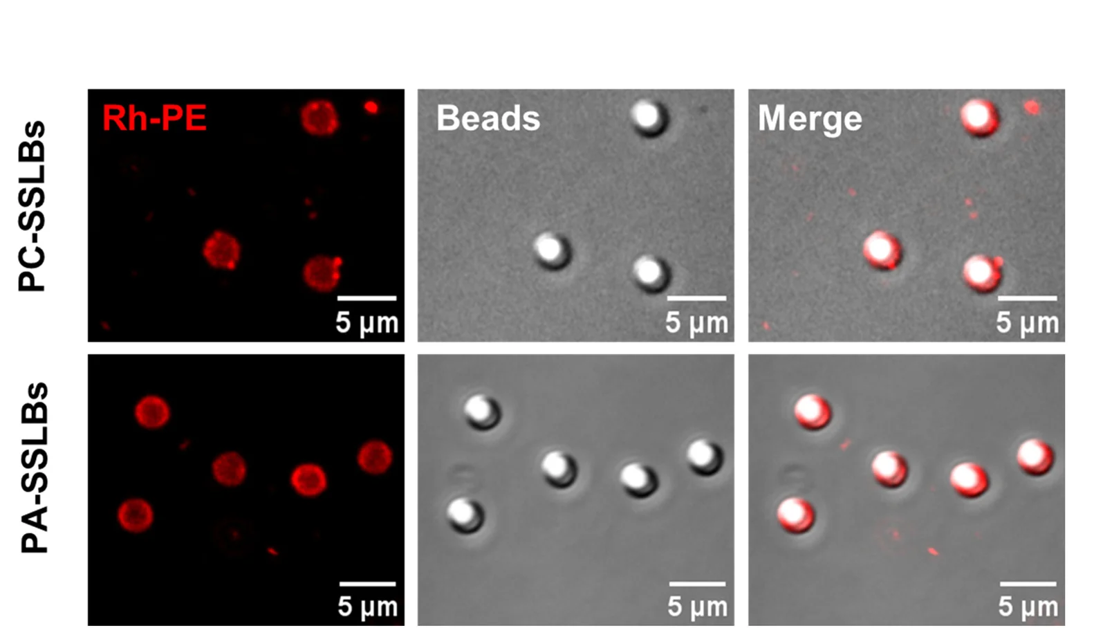 Open access visualization of Microscopy, Confocal Image, PC-SSLBs, PA-SSLBs, Lipid Membrane