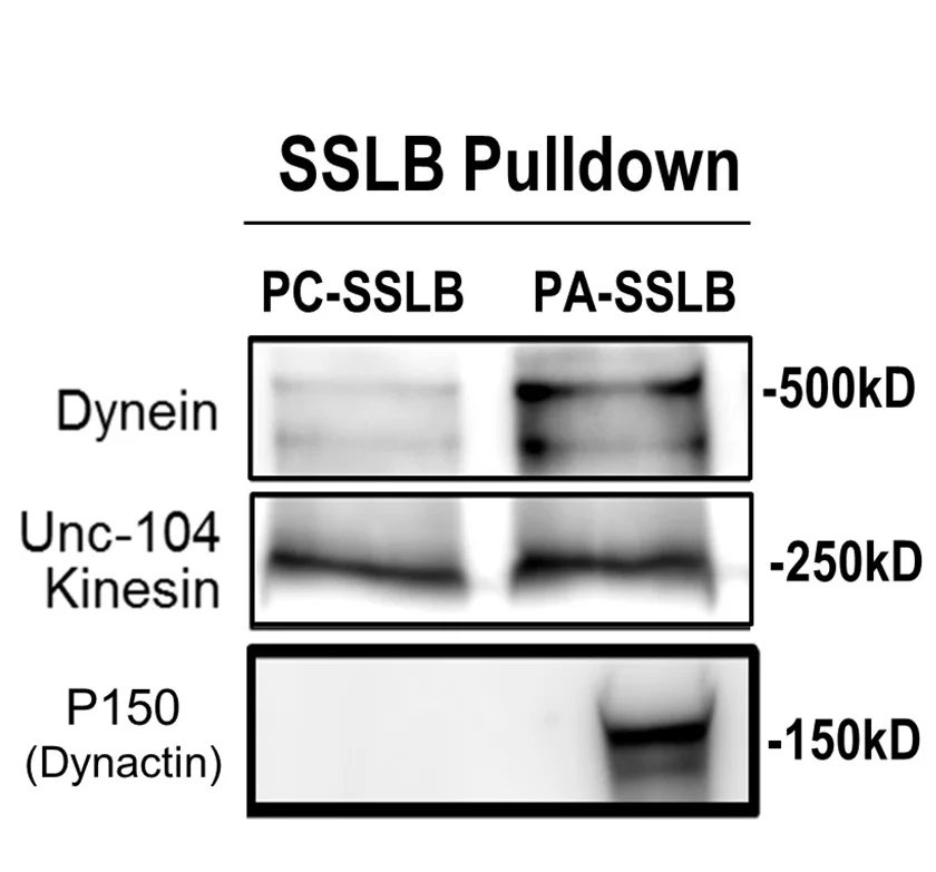 Open access visualization of Gel, Western Blots, Motors, SSLBs, PA-SSLBs