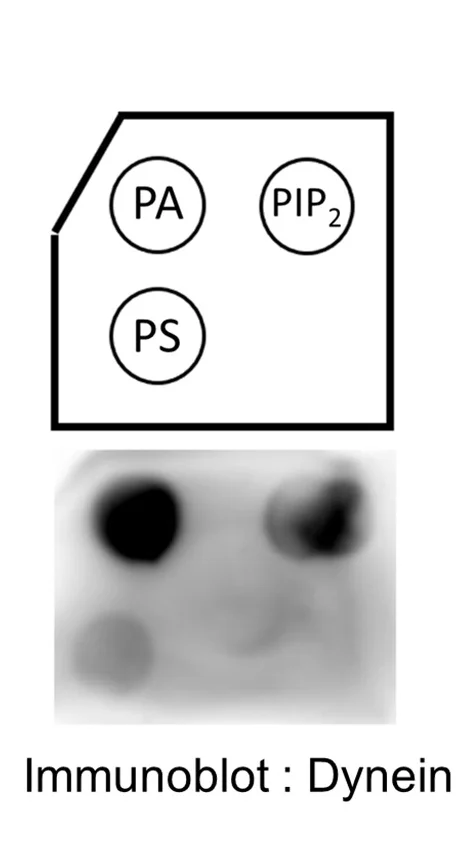 Open access visualization of Gel, Illustration, Lipid Blot, ATP Releasate, Phosphatidic Acid