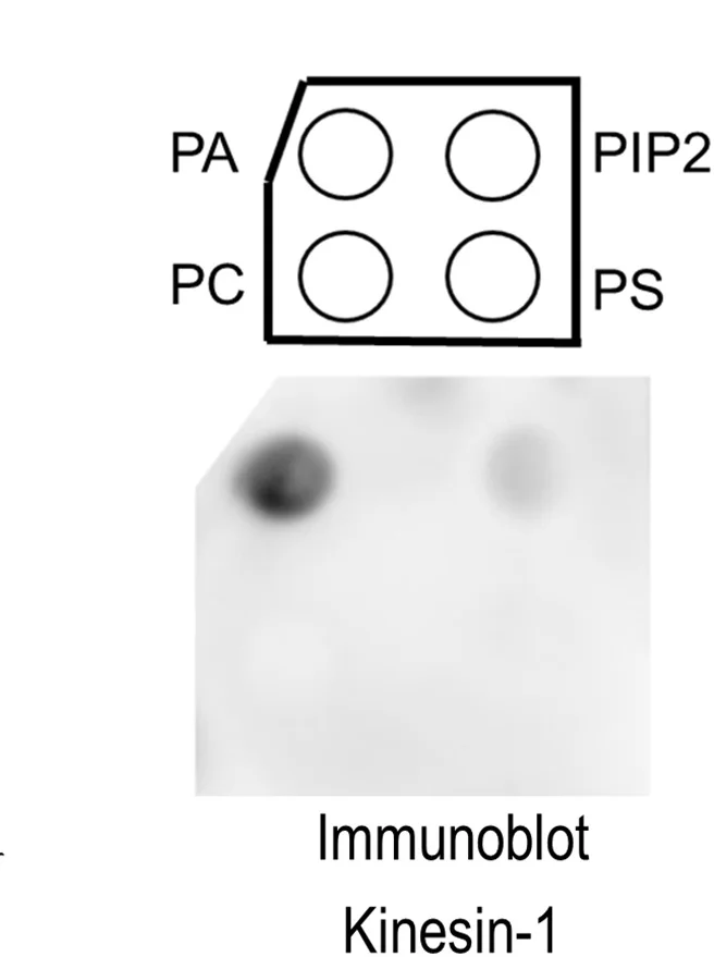 Open access visualization of Illustration, Microscopy, Gel, Lipid blot, Lipids