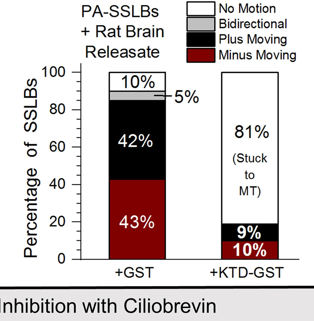 Open access visualization of Stacked Bar Plot, PA-SSLBs, Rat Brain Releasate, GST, KTD-GST