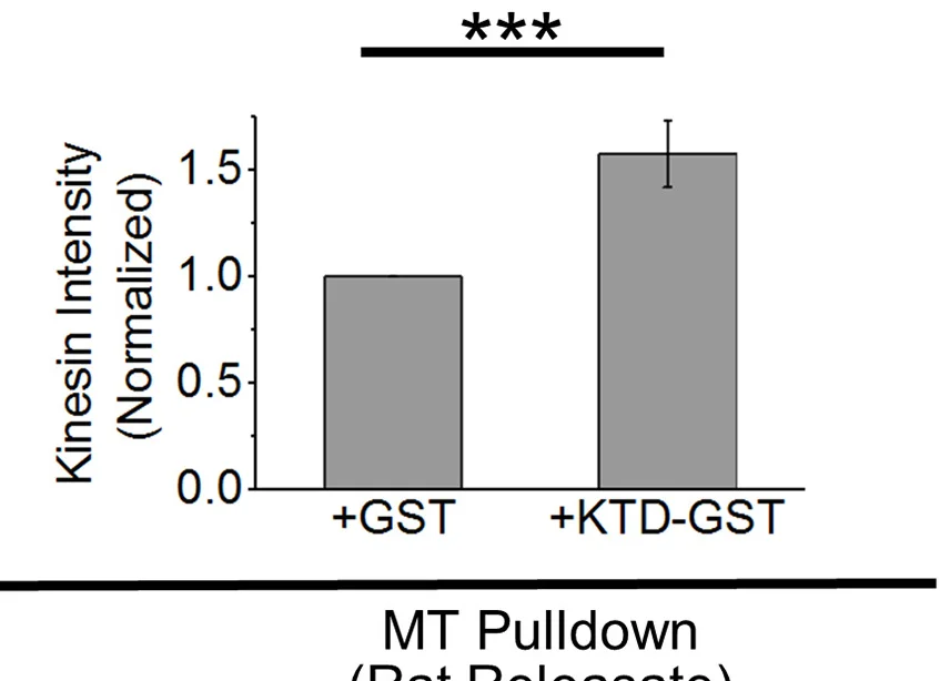 Open access visualization of Bar Plot, Error Bars, Kinesin-1, Microtubule Pellet, KTD-GST