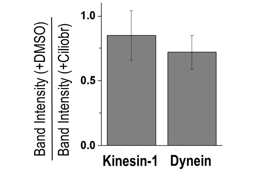 Open access visualization of Bar Plot, Error Bars, Motors, SSLB Pull-Down Assay, Ciliobrevin Treatment