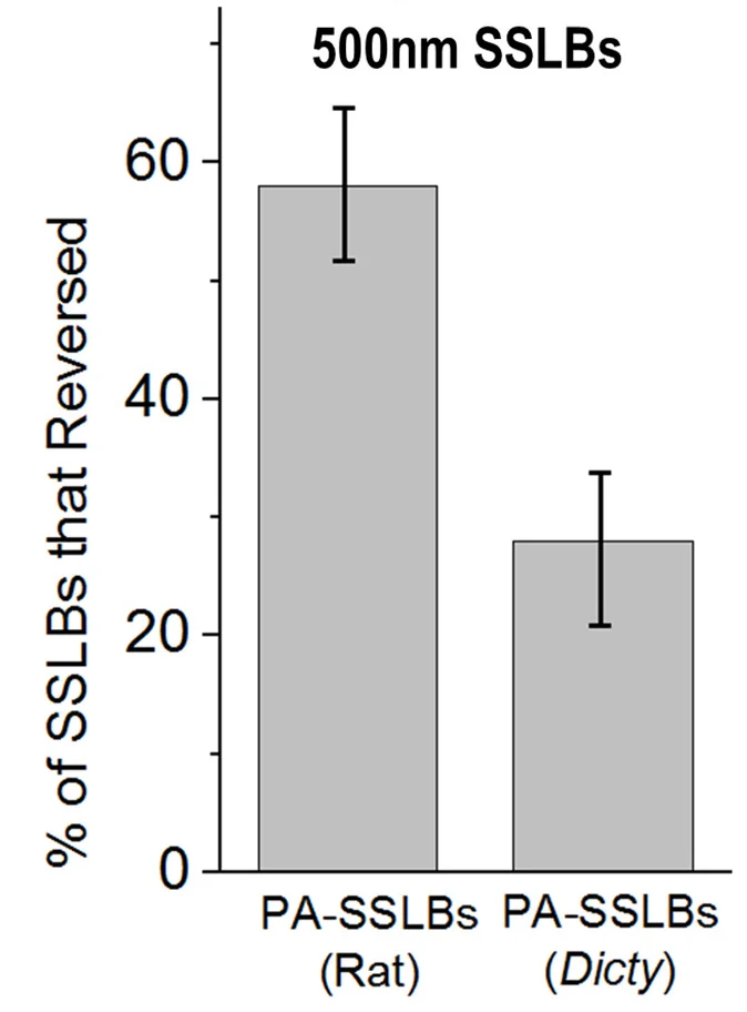Open access visualization of Bar Plot, Error Bars, PA-SSLBs, Dictyostelium, Rat Brain Releasate