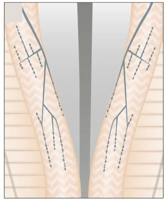Open access visualization of Illustration, Motor Neurons, Muscles, Drosophila