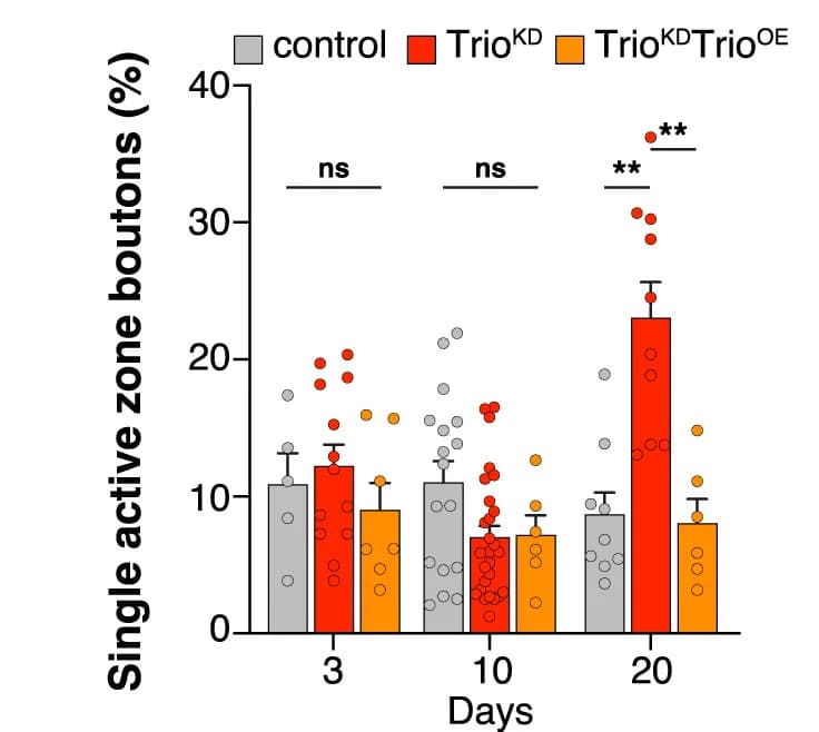 Open access visualization of Bar Plot, Error Bars, Scatter Plot, Synaptic Boutons, Active Zones