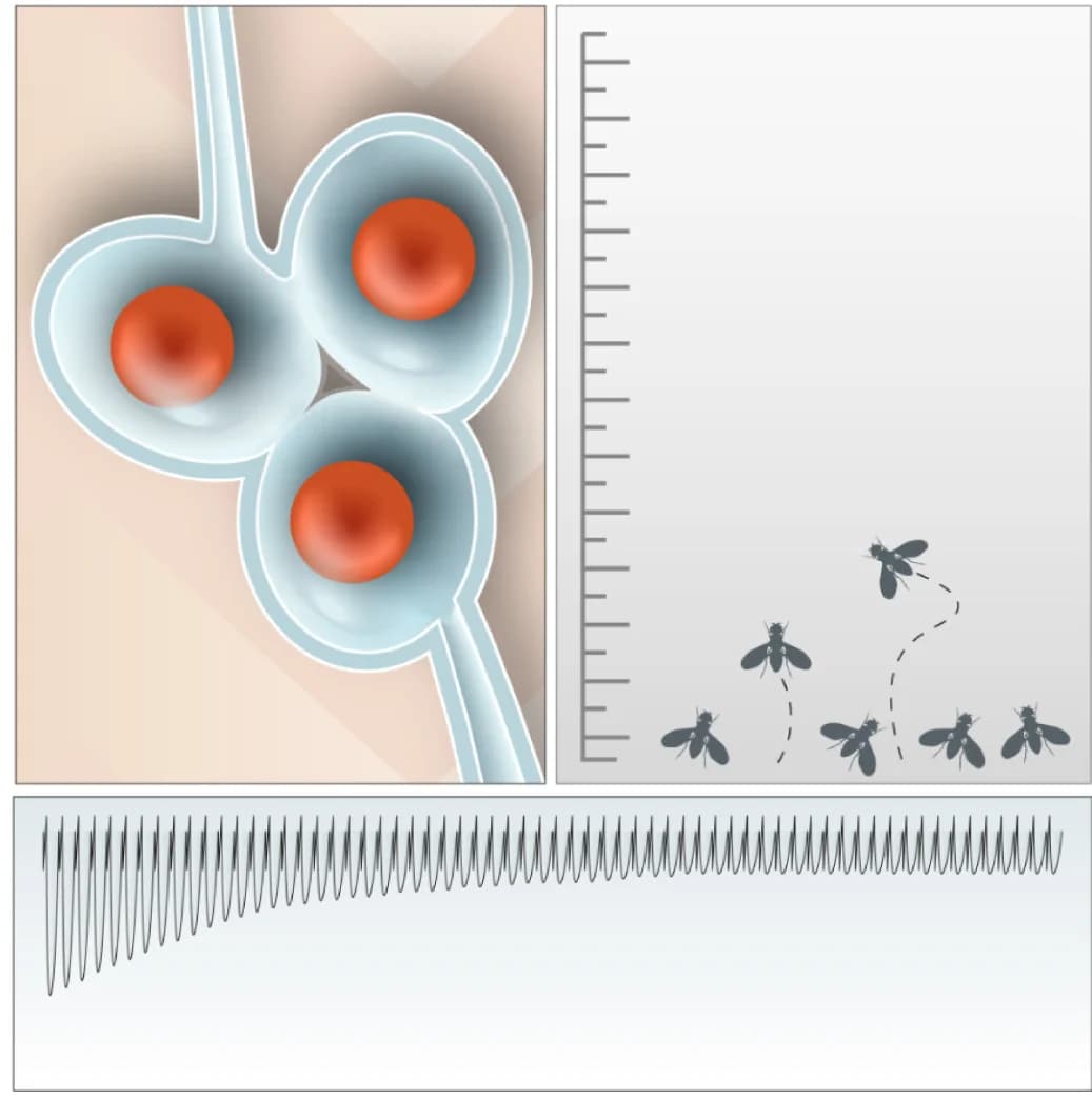 Open access visualization of Illustration, Microscopy, Line Plot, Aging, Synaptic Bouton Area