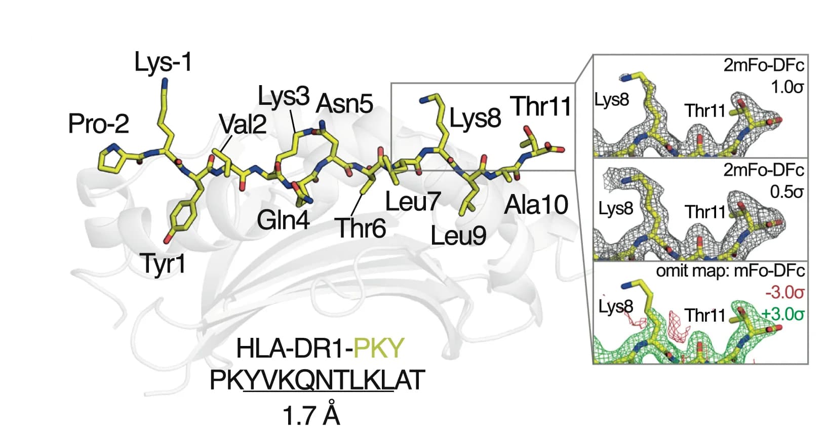 Open access visualization of Protein Structure, HLA-DR1, Peptide, Electron Density Maps, C-PFR