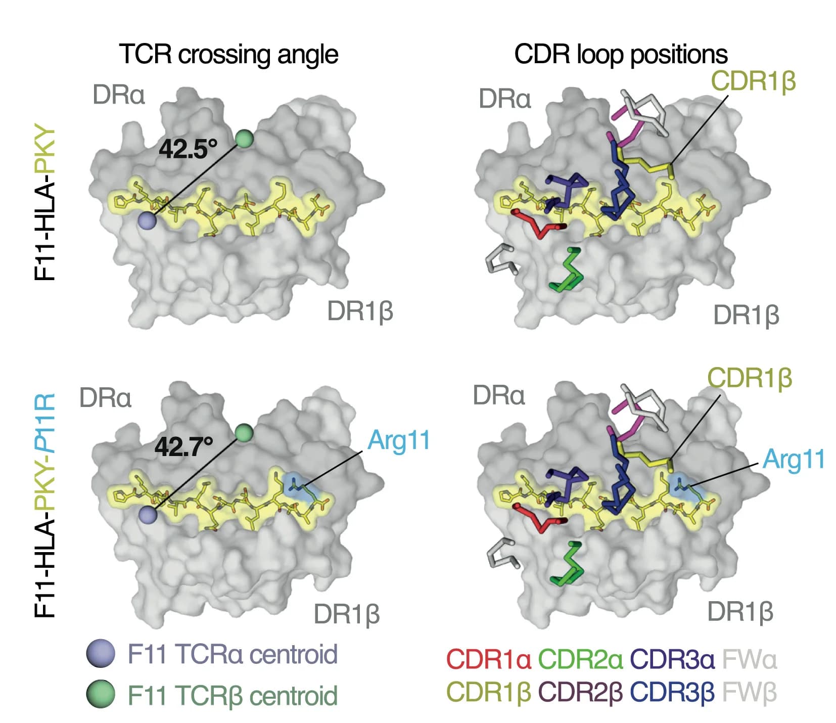 Open access visualization of Protein Structure, F11 Binding, HLA-DR1-HA320-335WT/P11R, TCRα, TCRβ
