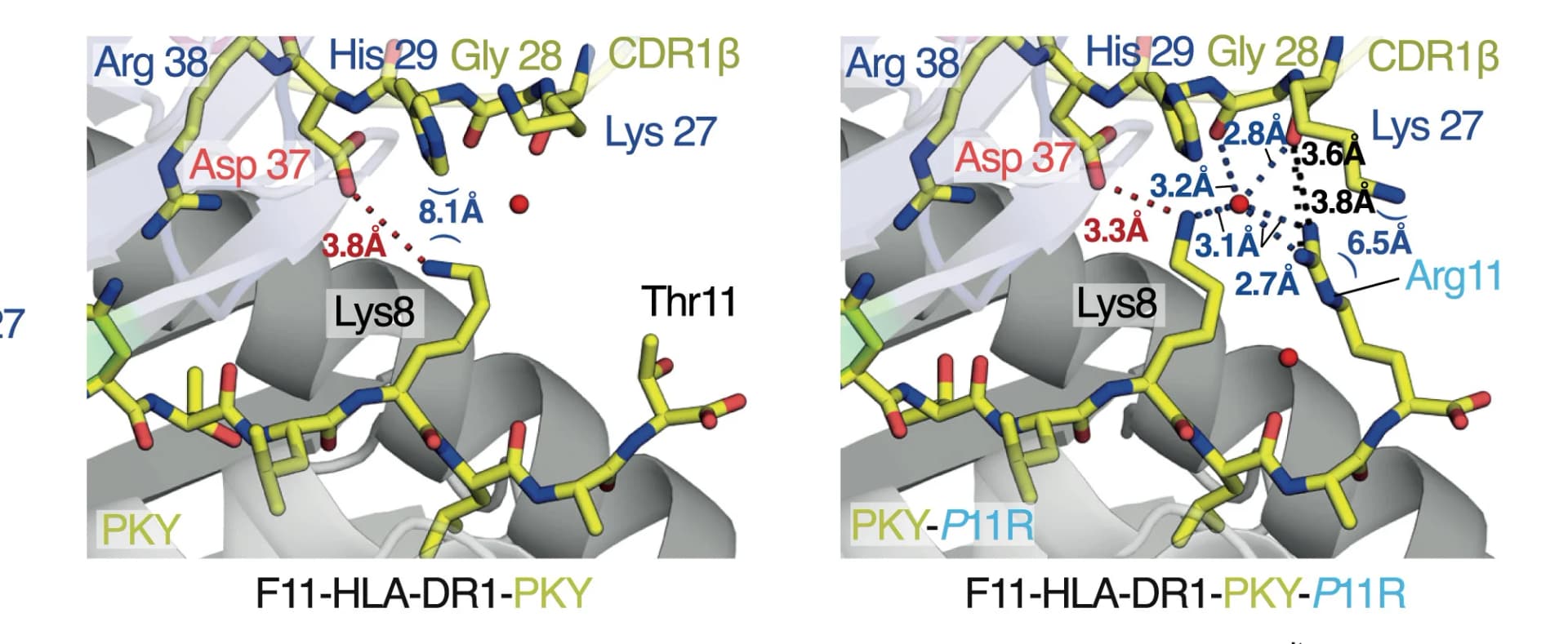 Open access visualization of Protein Structure, Chemical Structure, F11-CDR1β, PKY, P11R Modification