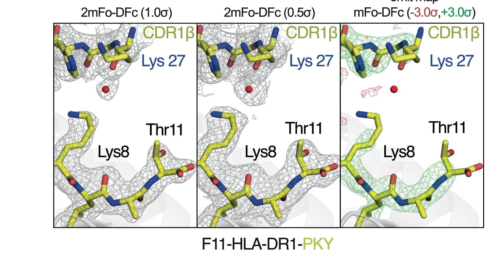 Open access visualization of Protein Structure, 3D Plot, F11-HLA-DR1-HA320-335, Electron Density Maps, F11-CDR1β