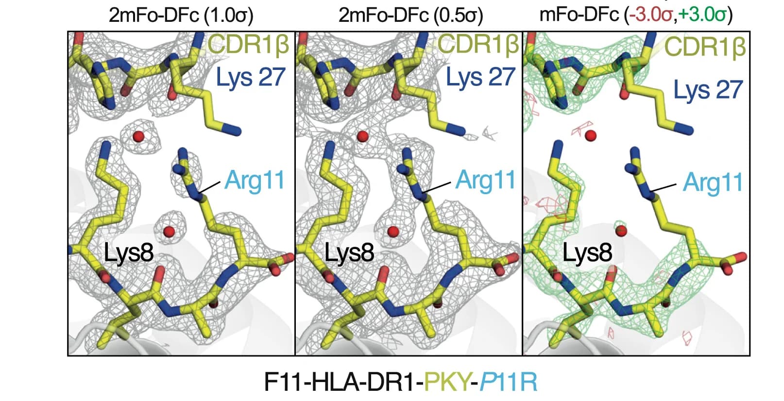 Open access visualization of Protein Structure, Chemical Structure, F11-HLA-DR1-HA320-335-11R, Electron Density Maps