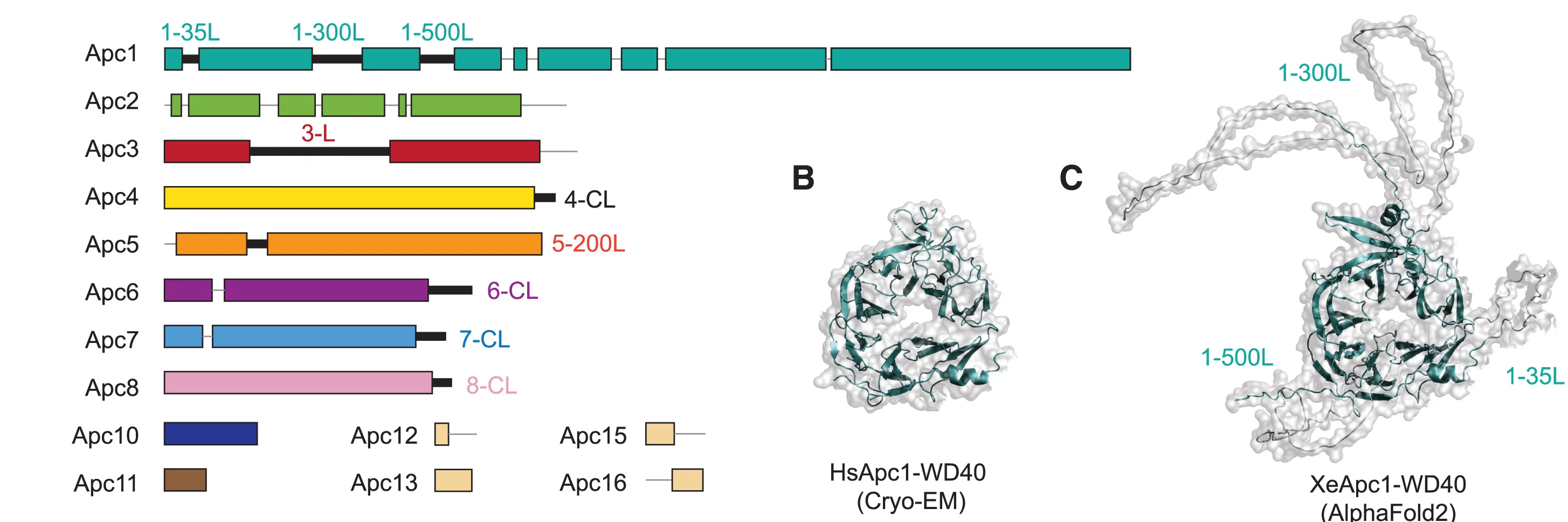 Open access visualization of Workflow, Protein Structure, Intrinsically Disordered Regions, APC/C Complex, Loops
