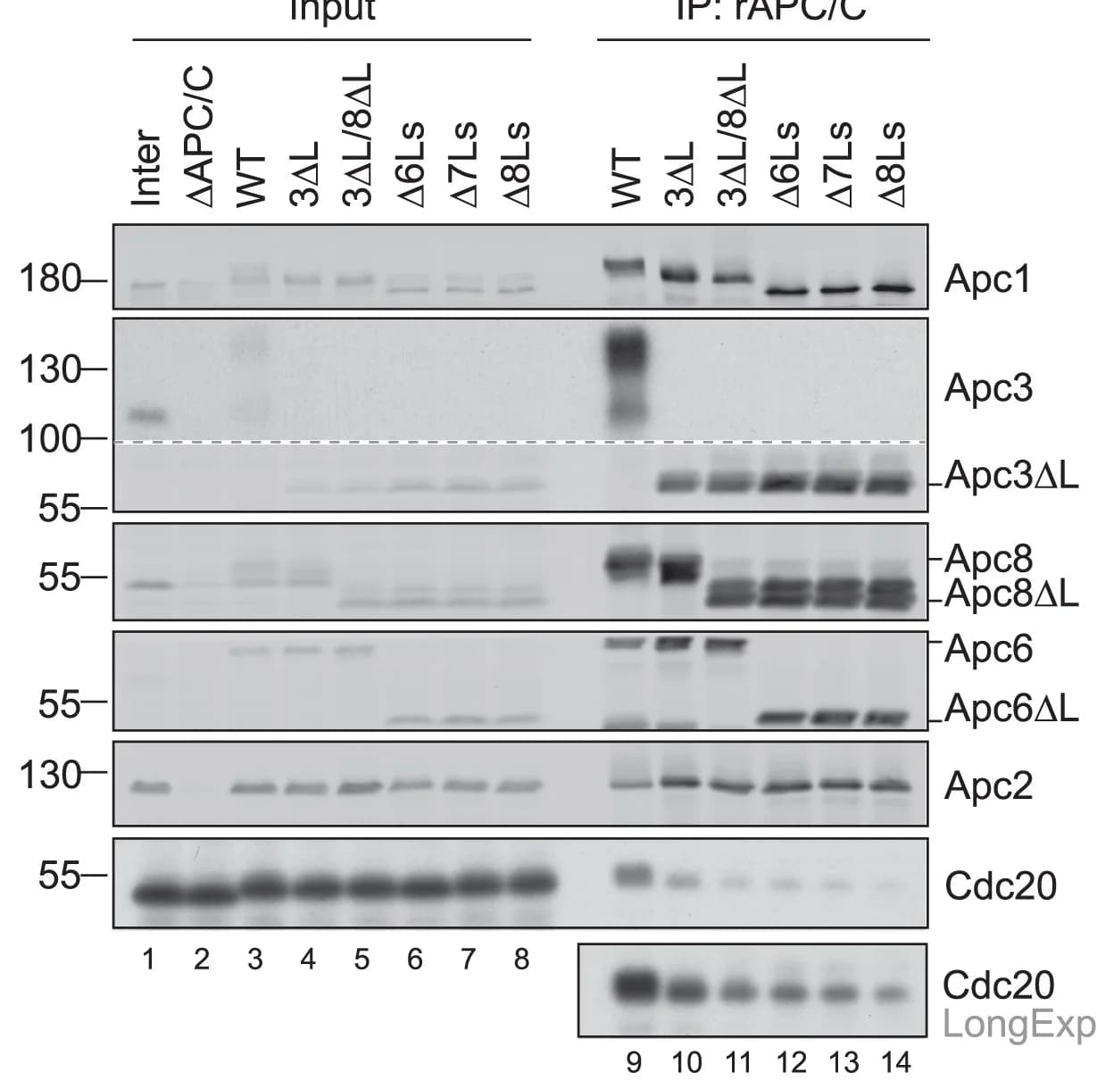 Open access visualization of Gel, Coactivator Binding Assay, Mitotic Xenopus Egg Extracts, Xe-APC/C, rAPC/C