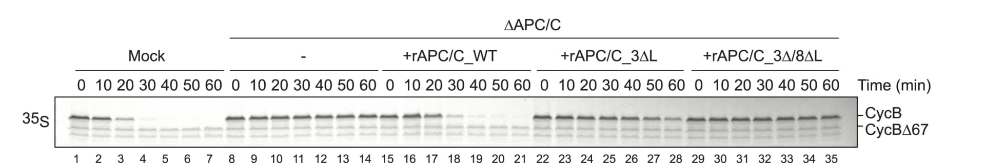 Open access visualization of Gel, Anaphase Cyclin B Destruction Assay, Xe-APC/C, rAPC/C, CycB