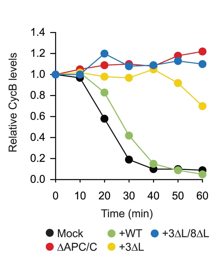 Open access visualization of Line Plot, CycB, Protein Levels, Quantification