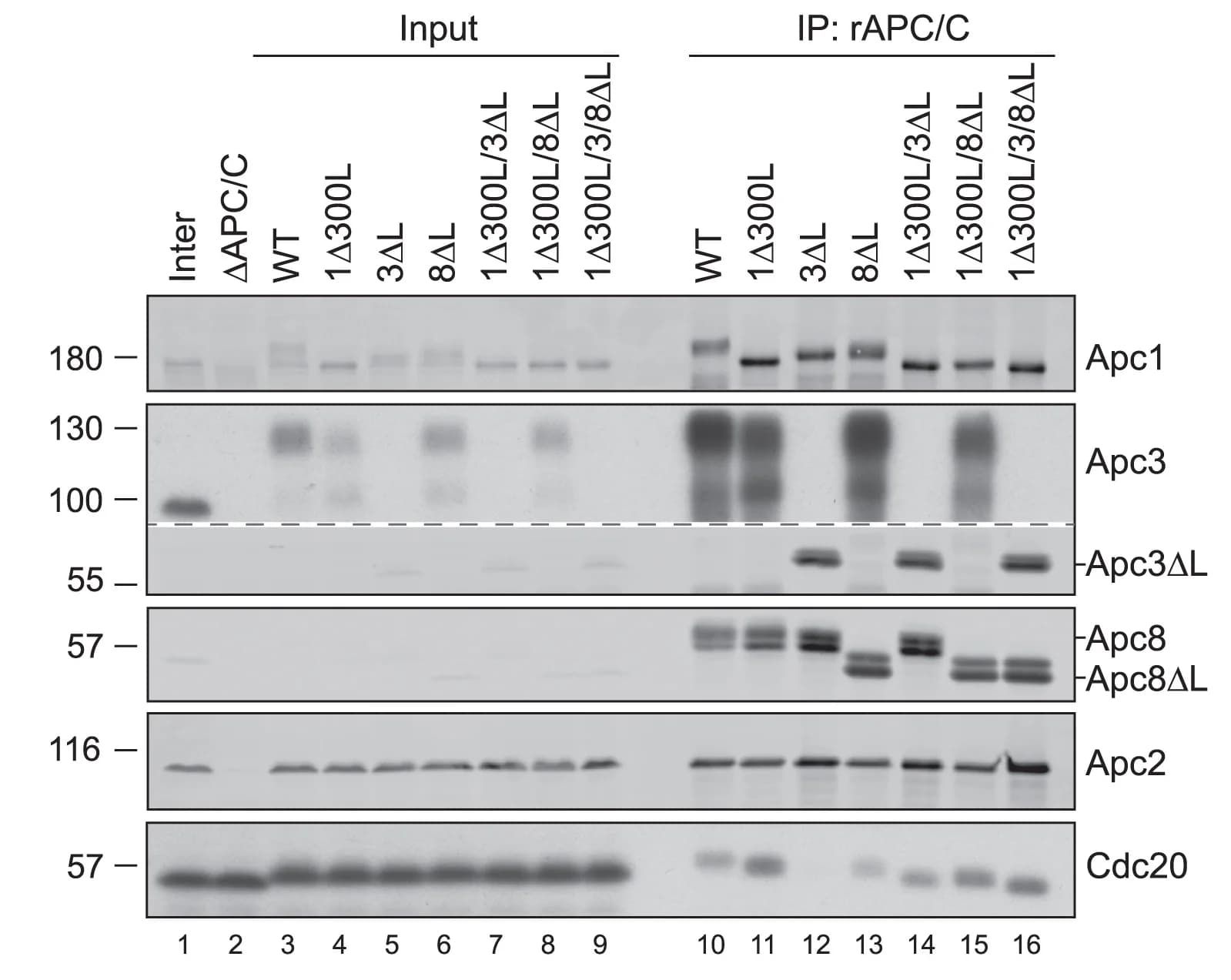 Open access visualization of Gel, Mitotic Coactivator Binding Assay, Anaphase-Arrested Xenopus Egg Extracts, Loop-Deficient rAPC/Cs, Immunoprecipitation